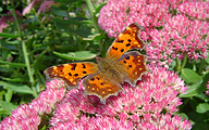 Comma (Polygonia c-album)